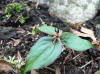 Trillidium govanianum