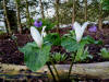 Trillium albidum Cherry Base