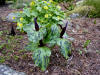 Trillium angustipetalum