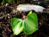 Trillium apetalon