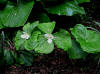 Trillium camschatcense