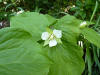 Trillium camschatcense