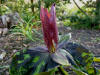 Trillium chloropetalum 'Liz'