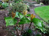 Trillium chloropetalum with brown flowers