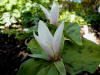 Trillium chloropetalum white with pink base