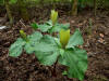 Trillium chloropetalum yellow form