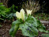 Trillium chloropetalum 'Ice Creme'