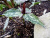 Trillium cuneatum