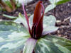 Trillium cuneatum