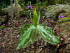 Trillium cuneatum Yellow form