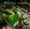 Trillium cuneatum