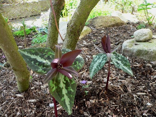 Trillium decipens