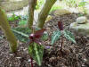 Trillium decipens