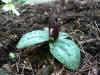 Trillium decumbens