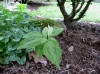 Trillium discolor