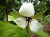 Trillium erectum (Finn Carlsen)