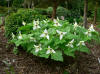 Trillium erectum alba