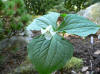 Trillium erectum blandum simile