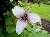 Trillium erectum hybrid 3