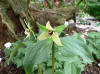 Trillium erectum luteum