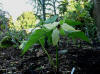 Trillium erectum Lysegul form