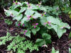 Trillium erectum rosea