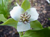 Trillium erectum x flexipes Susquehanna