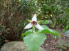 Trillium erectum hybrid 1