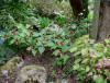 Trillium erectum 