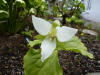 Trillium flexipes ex. N. Alabama