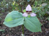 Trillium flexipes x erectum