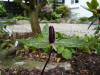 Trillium foetidissimum