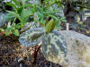 Trillium freemanii