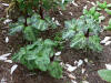 Trillium sp.