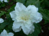 Trillium grandiflorum flora plena