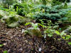 Trillium gracile