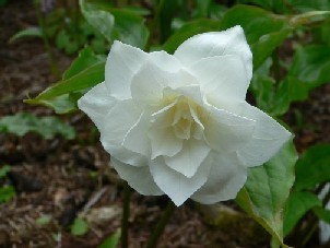 Trillium grandiflora flora plena