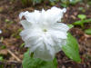 Trillium grandiflorum 'Elkin Form'