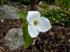 Trillium grandiflorum "McDaniels"