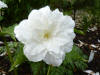 Trillium grandiflorum 'Snow Bunting'