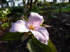 Trillium grandiflorum Roseum Edinburgh form