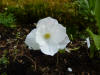 Trillium grandiflorum Jenny Rhodes