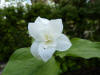 Trillium grandiflorum Peters halvfyldte