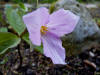 Trillium grandiflorum Roseum Gteborg form