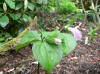 Trillium grandiflorum roseum