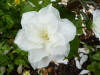 Trillium grandiflorum fl. pl. Japan 2