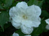 Trillium grandiflorum flora plena