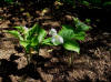 Trillium grandiflorum Lav form