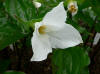 Trillium grandiflorum