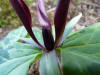 Trillium kurabayashii